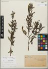Foto von Salix glabra Scop. x Salix myrsinifolia Salisb.